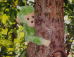 [Green Monkey]